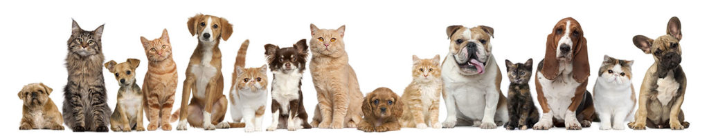 hill top animal hospital pet care services